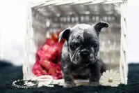 Trixi, a female French Bulldog for sale in Ash Grove, MO – 2 of 10