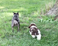 Bobbie, a male Shih Tzu for sale in Ash Grove, MO – 9 of 9