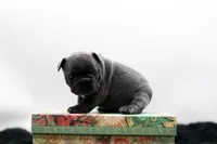 Elvis, a male Frenchton for sale in Ash Grove, MO – 9 of 10