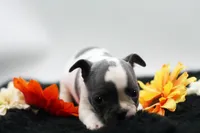 Reggie, a male Frenchton for sale in Ash Grove, MO – 6 of 10