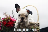 Mars, a female French Bulldog for sale in Ash Grove, MO – 10 of 10