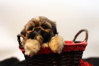 Riley, a female Shih Tzu for sale in Ash Grove, MO – 5 of 10