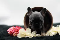 Teddy, a female French Bulldog for sale in Ash Grove, MO – 5 of 10