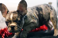 Darla, a female French Bulldog for sale in Ash Grove, MO – Photo 8 of 10