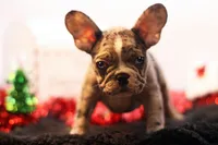 Darla, a female French Bulldog for sale in Ash Grove, MO – Photo 5 of 10