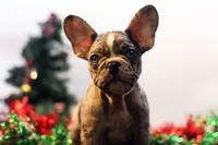 Darla, a female French Bulldog for sale in Ash Grove, MO – Photo 2 of 10
