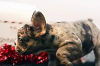 Darla, a female French Bulldog for sale in Ash Grove, MO – Photo 10 of 10