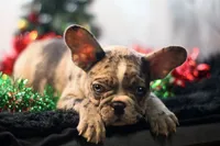 Darla, a female French Bulldog for sale in Ash Grove, MO – Photo 6 of 10