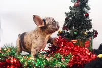 Darla, a female French Bulldog for sale in Ash Grove, MO – Photo 3 of 10