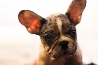 Darla, a female French Bulldog for sale in Ash Grove, MO – Photo 4 of 10