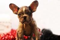 Darla, a female French Bulldog for sale in Ash Grove, MO – Photo 9 of 10