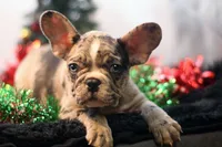 Darla, a female French Bulldog for sale in Ash Grove, MO – Photo 1 of 10