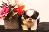 Demi, a female Shih Tzu for sale in Ash Grove, MO – 2 of 10