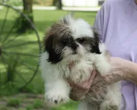 Duffy, a male Shih Tzu for sale in Ash Grove, MO – 2 of 10