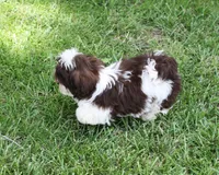 Bobbie, a male Shih Tzu for sale in Ash Grove, MO – 4 of 9