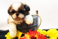 Bo, a male Shih Tzu for sale in Ash Grove, MO – 2 of 10