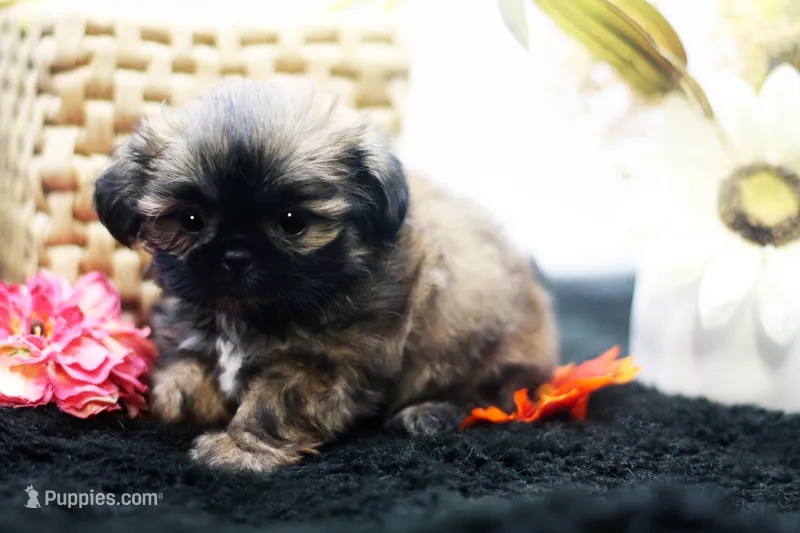 Dusty – Shih Tzu puppy for sale in Ash Grove, MO