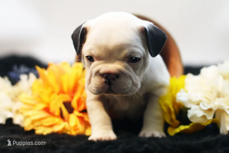 Mars – French Bulldog puppy for sale in Ash Grove, MO