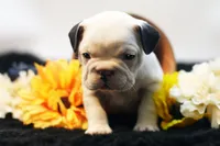 Mars, a female French Bulldog for sale in Ash Grove, MO – 1 of 10