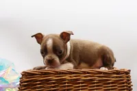 Doug, a male Boston Terrier for sale in Ash Grove, MO – 8 of 10