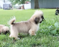 Roy, a male Shih Tzu for sale in Ash Grove, MO – 7 of 10