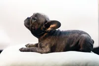 Cisco, a male French Bulldog for sale in Ash Grove, MO – 10 of 10