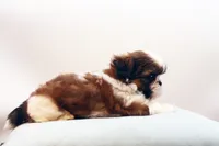 Bo, a male Shih Tzu for sale in Ash Grove, MO – 7 of 10
