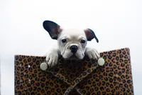 Mars, a female French Bulldog for sale in Ash Grove, MO – 9 of 10