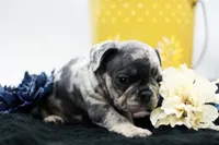 Toby, a male French Bulldog for sale in Ash Grove, MO – 10 of 10
