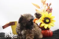 Diesel, a male Shih Tzu for sale in Ash Grove, MO – 8 of 10