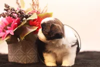 Demi, a female Shih Tzu for sale in Ash Grove, MO – 4 of 10