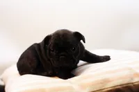 Dana, a female French Bulldog for sale in Ash Grove, MO – 9 of 10