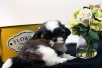Dudley, a male Shih Tzu for sale in Ash Grove, MO – 6 of 10