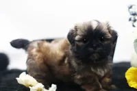 Duke, a male Shih Tzu for sale in Ash Grove, MO – 10 of 10