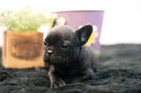 Duchess, a female French Bulldog for sale in Ash Grove, MO – 3 of 10