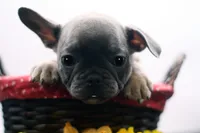 Cedar, a male French Bulldog for sale in Ash Grove, MO – 3 of 10