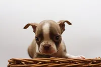 Doug, a male Boston Terrier for sale in Ash Grove, MO – 7 of 10