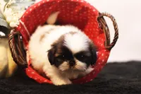 Duffy, a male Shih Tzu for sale in Ash Grove, MO – 3 of 10