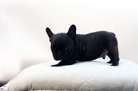 Donovan, a male French Bulldog for sale in Ash Grove, MO – 10 of 10