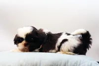 Bobbie, a male Shih Tzu for sale in Ash Grove, MO – 9 of 10