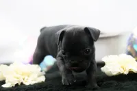 Ralphie, a male Frenchton for sale in Ash Grove, MO – 6 of 10
