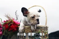 Mars, a female French Bulldog for sale in Ash Grove, MO – 2 of 10