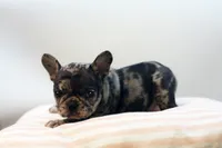 Dorothy, a female French Bulldog for sale in Ash Grove, MO – 8 of 9