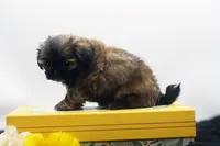 Dusty, a male Shih Tzu for sale in Ash Grove, MO – 10 of 10
