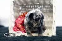 Trixi, a female French Bulldog for sale in Ash Grove, MO – 4 of 10