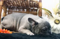 Cisco, a male French Bulldog for sale in Ash Grove, MO – 6 of 10