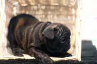 Dana, a female French Bulldog for sale in Ash Grove, MO – 1 of 10