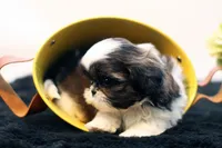 Dudley, a male Shih Tzu for sale in Ash Grove, MO – 4 of 10