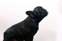 Dana, a female French Bulldog for sale in Ash Grove, MO – 2 of 10