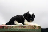 Bonnie, a female Shih Tzu for sale in Ash Grove, MO – 8 of 10